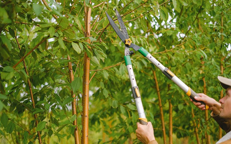 Tree trimming in Fort Laramie, WY